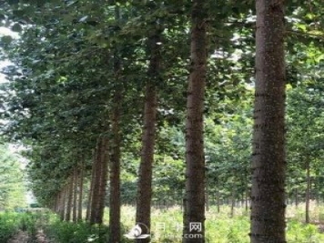 河南周口：培育出不飞絮的杨树新品种