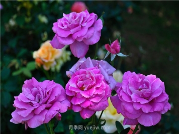 南昌滨江月季园，带你去看天下风流的江西月季花