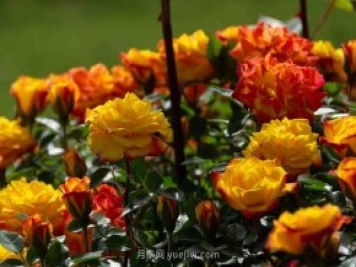 安阳市滑县森林公园月季花开放，赏花打卡正当时