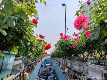 1.2万株月季盛开，南昌八一桥景观花廊拥抱春景