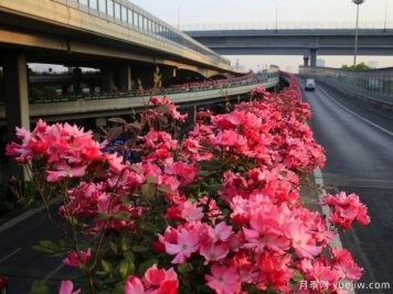 30万株新品种，杭州高架月季会带来什么样的惊喜？