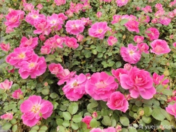 仙境盆栽月季杯苗粉色丰花，绿化工程批发