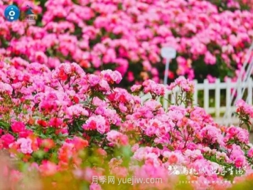 2024年第二届杭州市月季花展举办，赏500万株月季