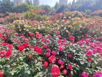 郑州月季公园40万株月季竞相绽放，感受花漾生活