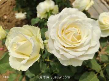 十一朵白玫瑰的花语和寓意