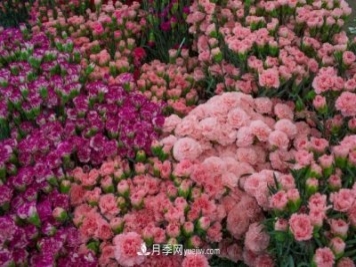 中国6大花市，全国花卉批发市场介绍