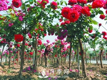 新品“月季树”为北京市花添色彩，居然引种自南阳内乡