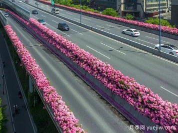 杭州高架月季初开，2024年又到走花路时间