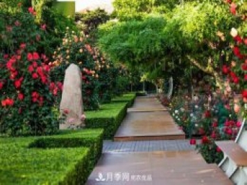 秦皇岛适合养月季花，市花和市树是什么