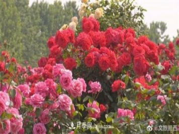 肥西县三河镇百亩树状月季园：花开正艳，产业增收